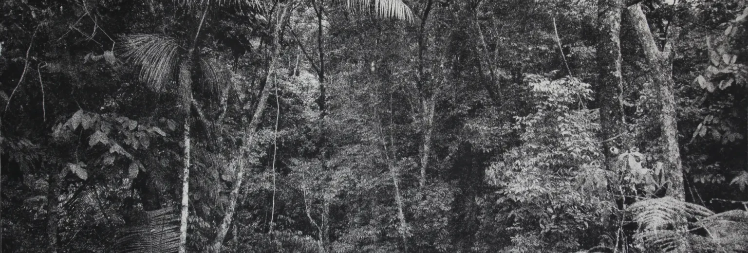 Tomás Ochoa | Galería Duque Arango